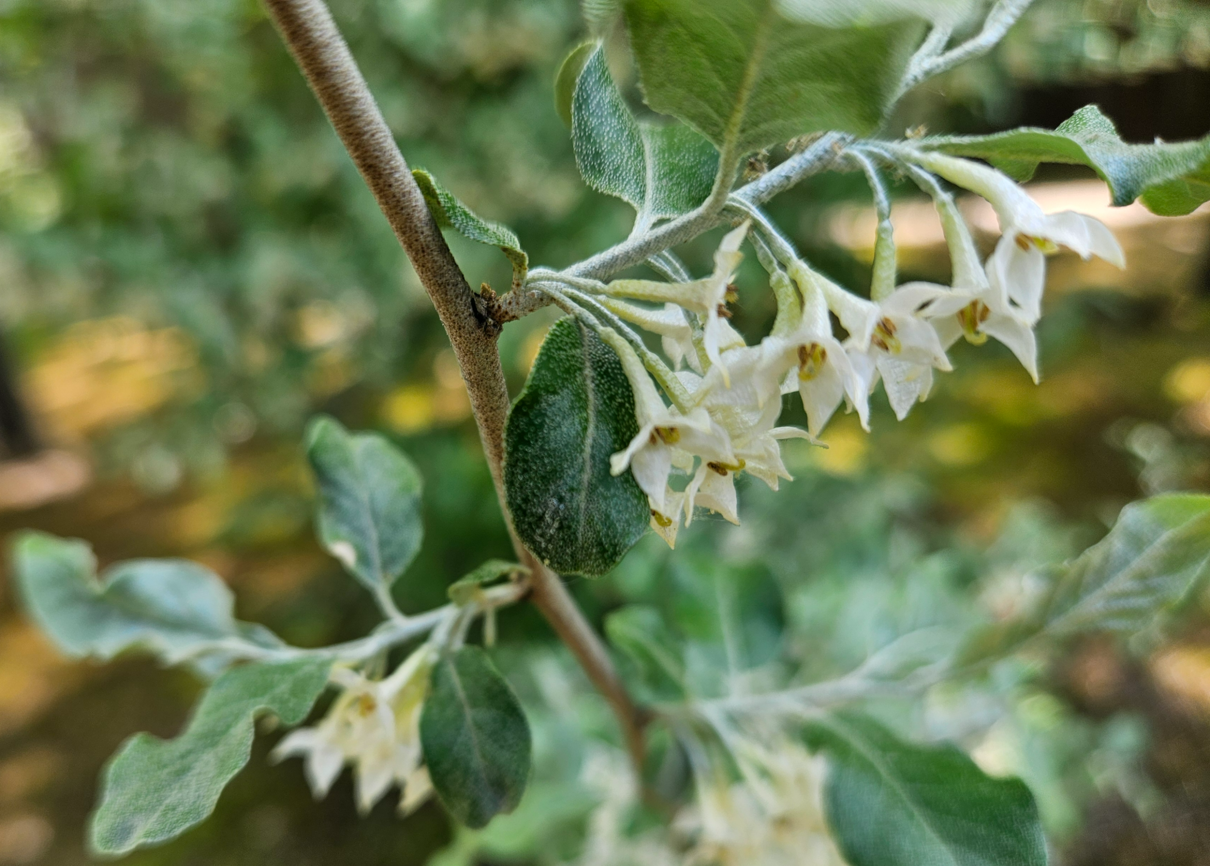 보리수나무 꽃1