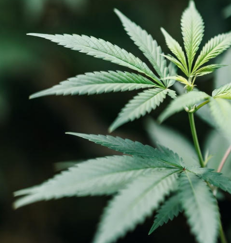 하이퍼셀 대마 종자유 캡슐 제품 이미지 - 고함량 햄프씨드 오일