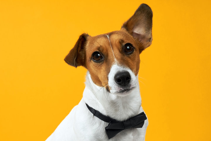 2025년 을사년 개띠 신년 운세