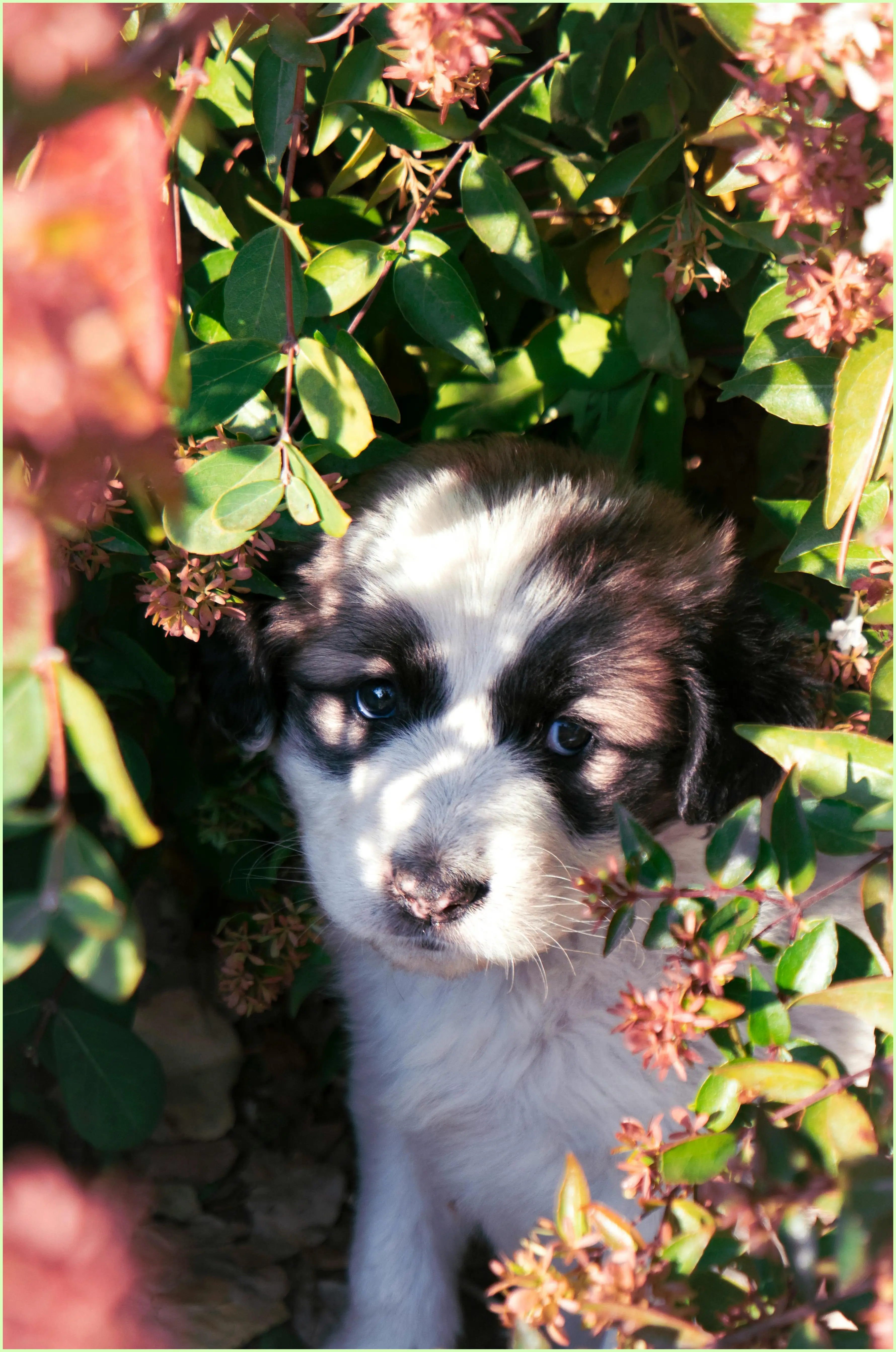 강아지 귤 먹어도 되나요? 소량 급여와 안전한 급여법
