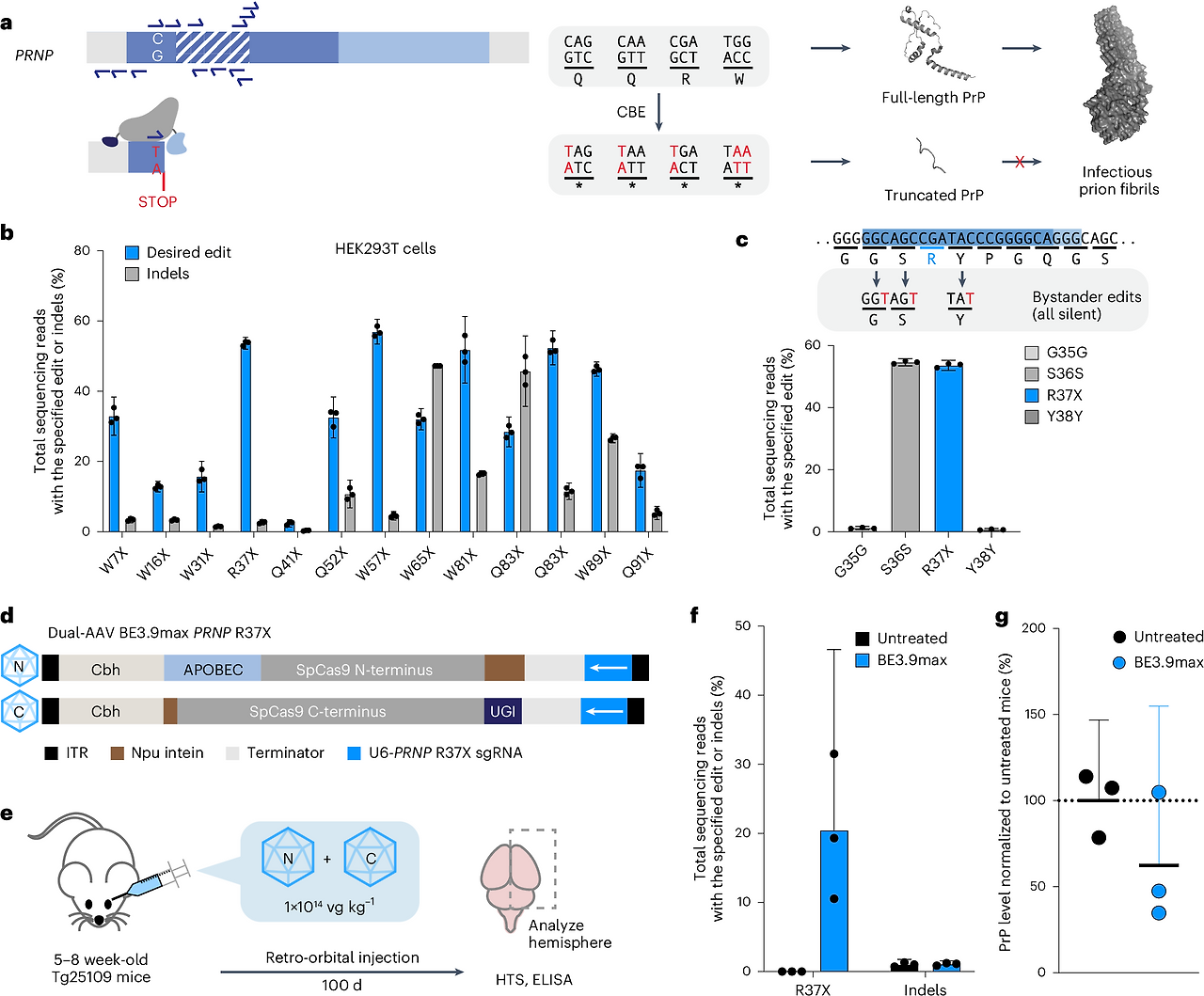 프리온 단백질이 발현되는 PRNP 유전자에 베이스 편집 기술을 적용
