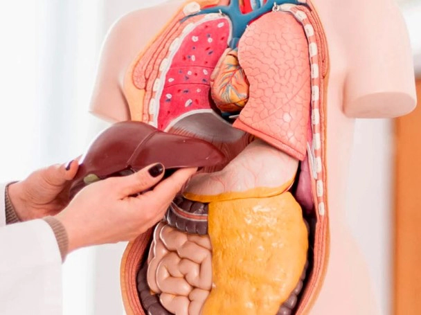 간 안좋을때 증상 12가지 간수치 정상범위 및 간 피로회복 영양제 추천