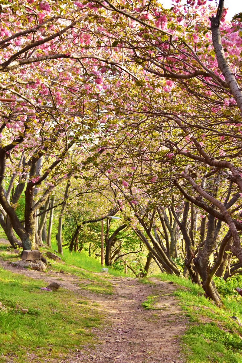 부산 민주공원 겹벚꽃