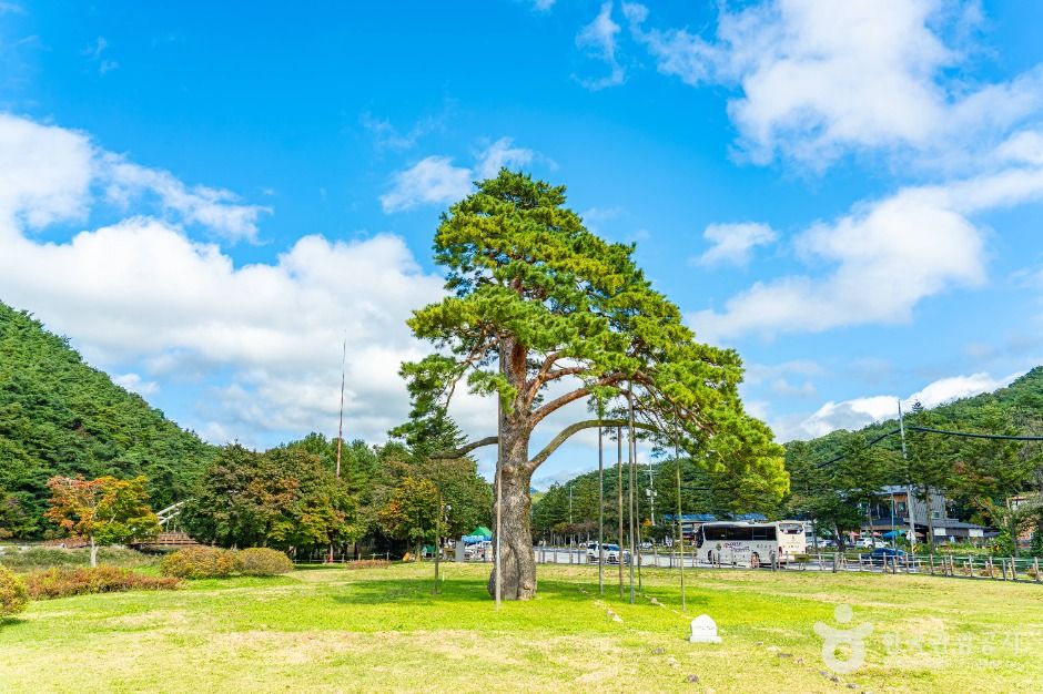 속리산 정이품송