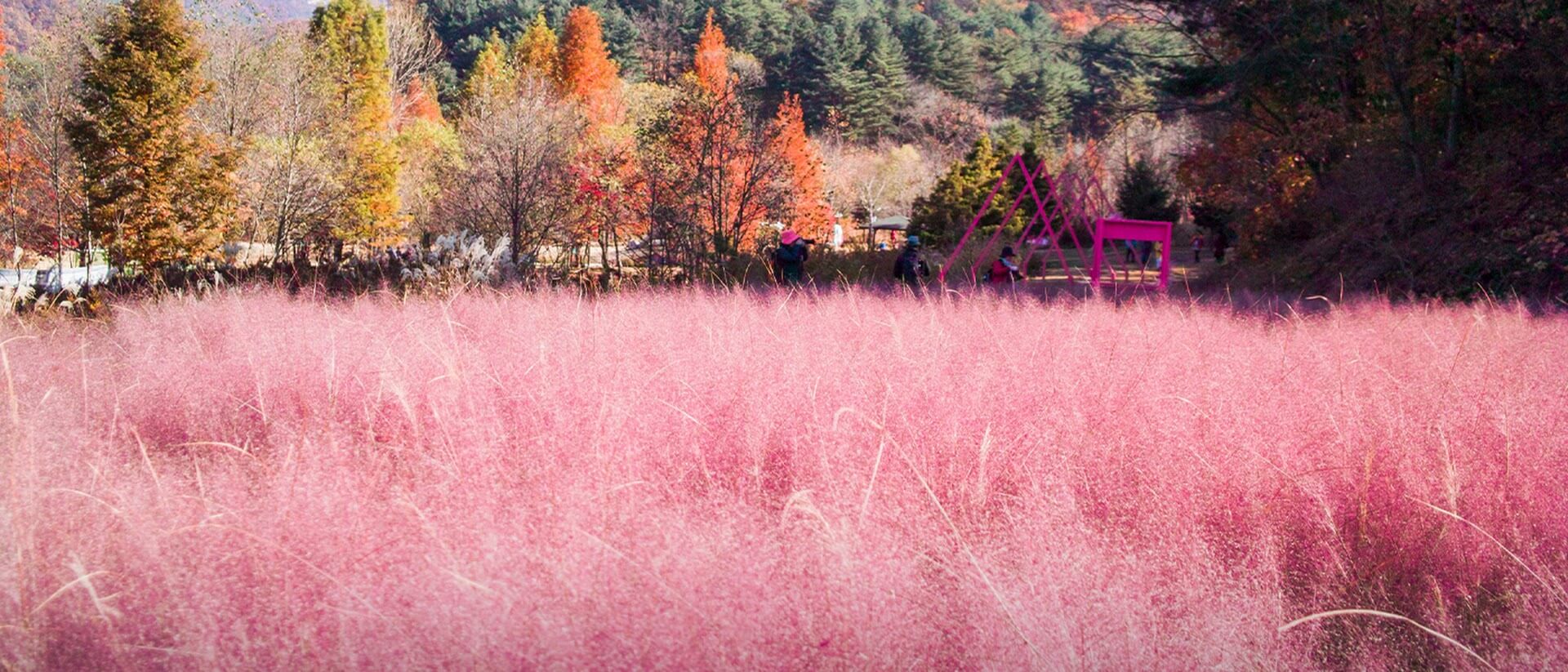 경기도 포천 평강랜드 수국