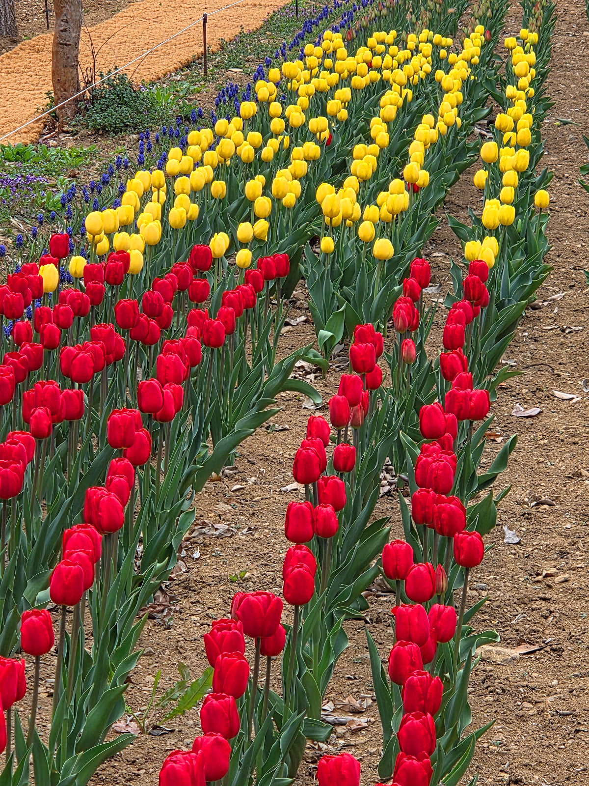 인천 벚꽃 명소 굴포천: 청리단길 꼭 가봐야 할 사계절 감성 산책로