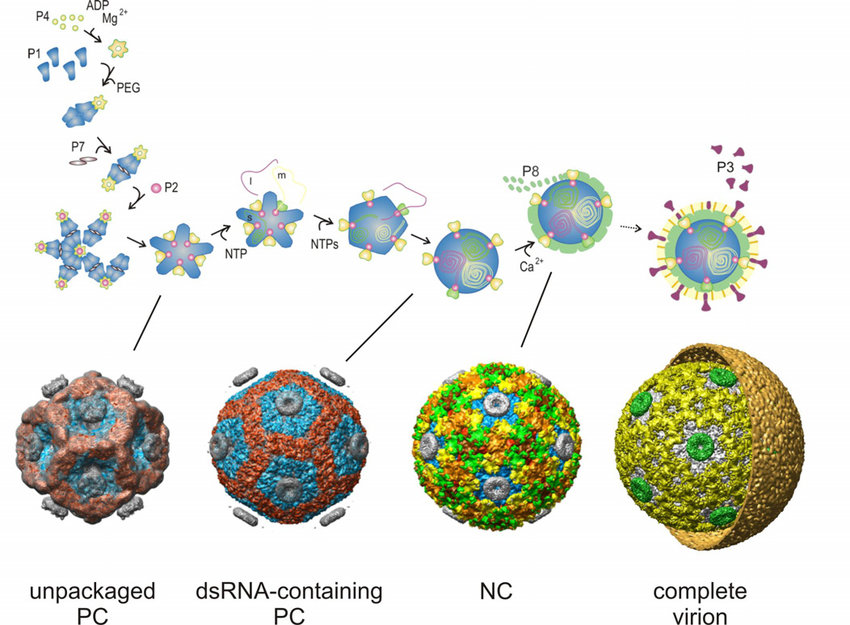 시스토바이러스 완성