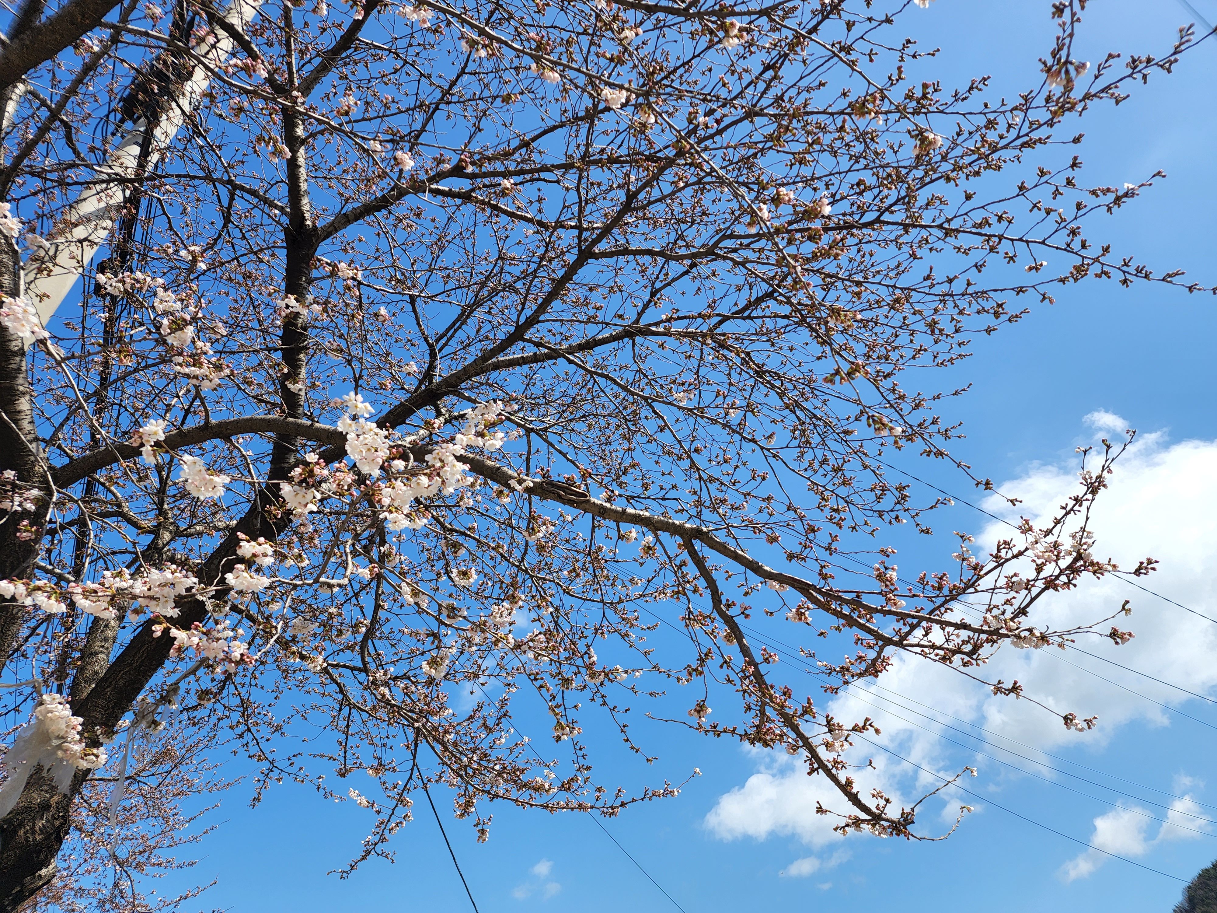 벚꽃나무에 꽃이 조금씩 피어있음