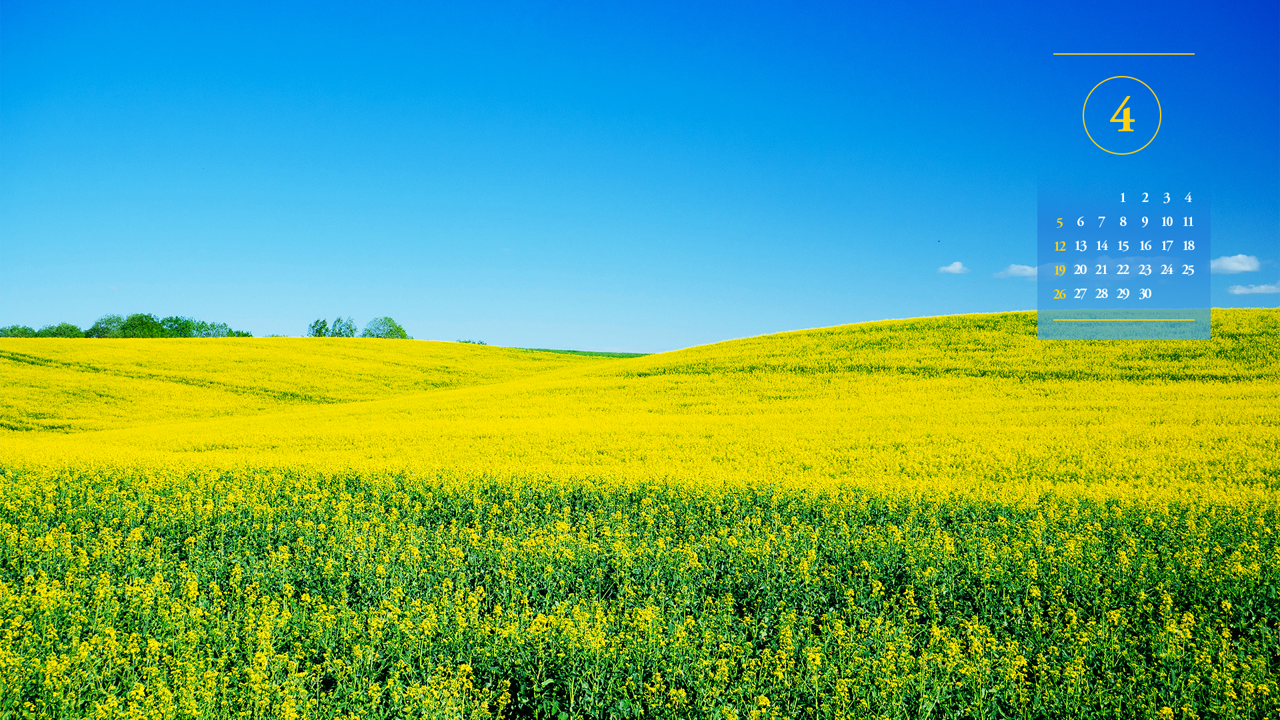 03 푸른하늘과 유채꽃밭 A - 2026년4월 달력배경화면