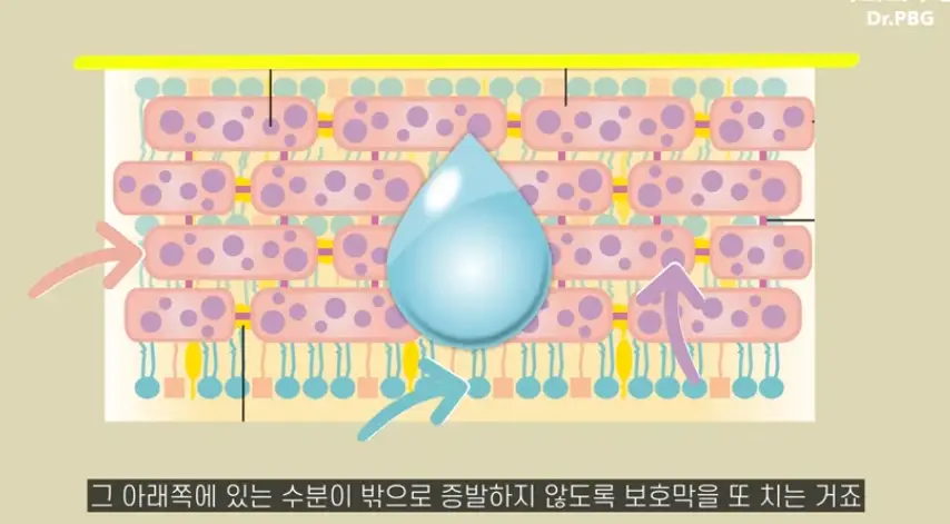 피지-각질층