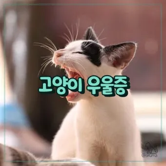 고양이 우울증과 무기력증 증상_6