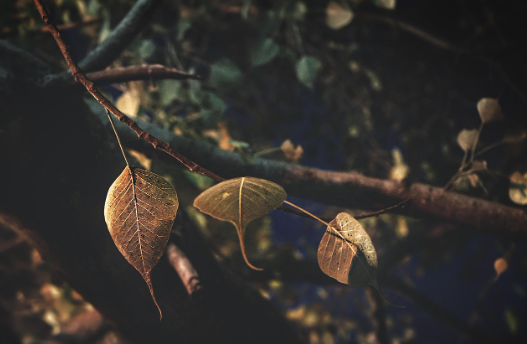 구운몽작가 김만중이 전하는 아홉구름의 꿈과 인생의 깨달음