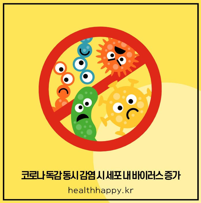 코로나 독감 동시 감염 시 세포 내 바이러스 증가