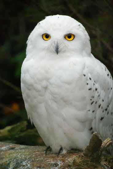 흰 올빼미