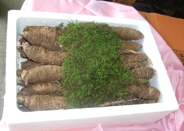 횡성 주주리농장 더덕