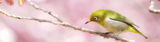 2025 진해 군항제 일정 및 벚꽃 축제