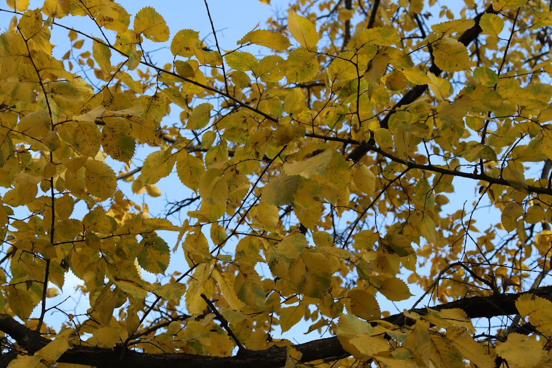 Autumn.
