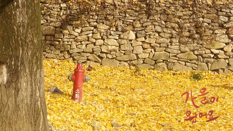 처서 매직 계절 변화 설명
