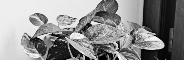 최저 온도: 10도