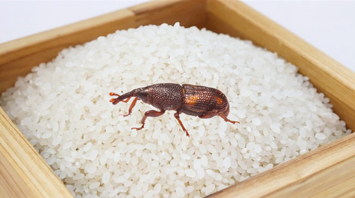 집에 돌아다니는 쌀벌레 없애는법 이미지