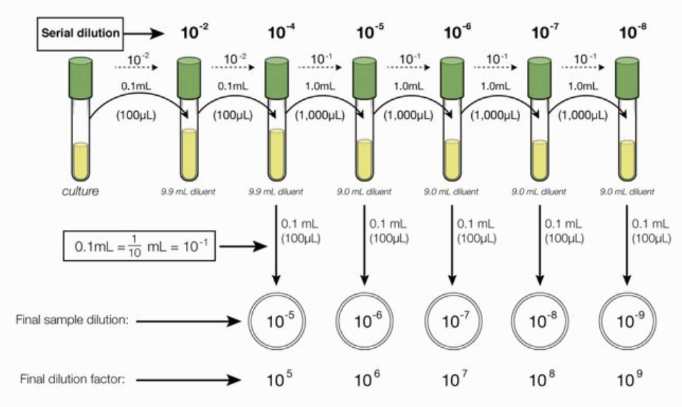 총 평판 계수법을 이용한 미생물 생균수 측정 및 생균수 계산법