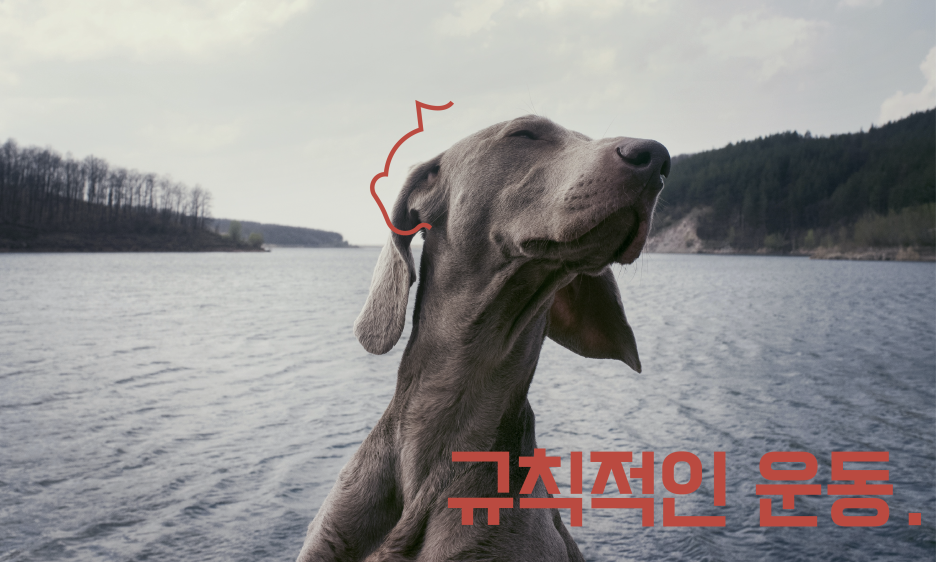 강아지 운동