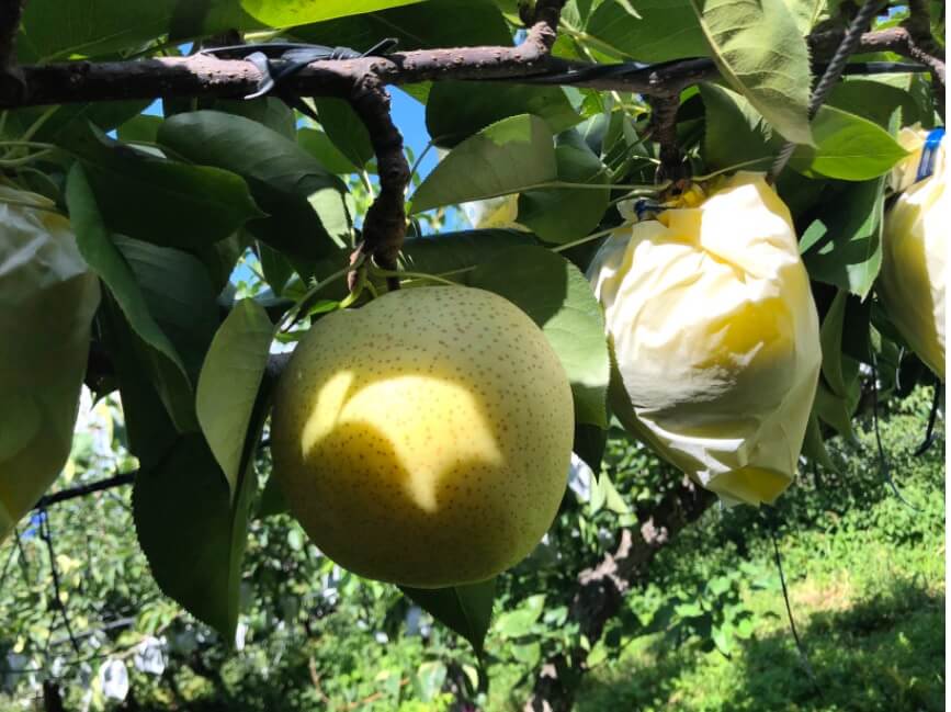 오늘N 수상한 가족 경기도 남양주 국내산 착즙 배즙 도담농원 주문방법 오늘N 2499회 지은정농부