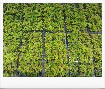 사철나물 재배 상자 텃밭 초보 가능 물 관리_6