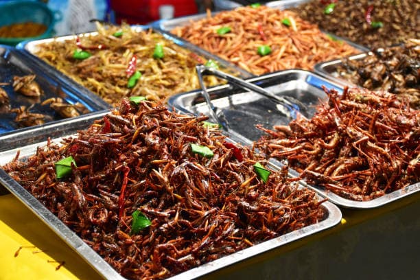 곤충 식품의 환경적 지속 가능성에 미치는 효과