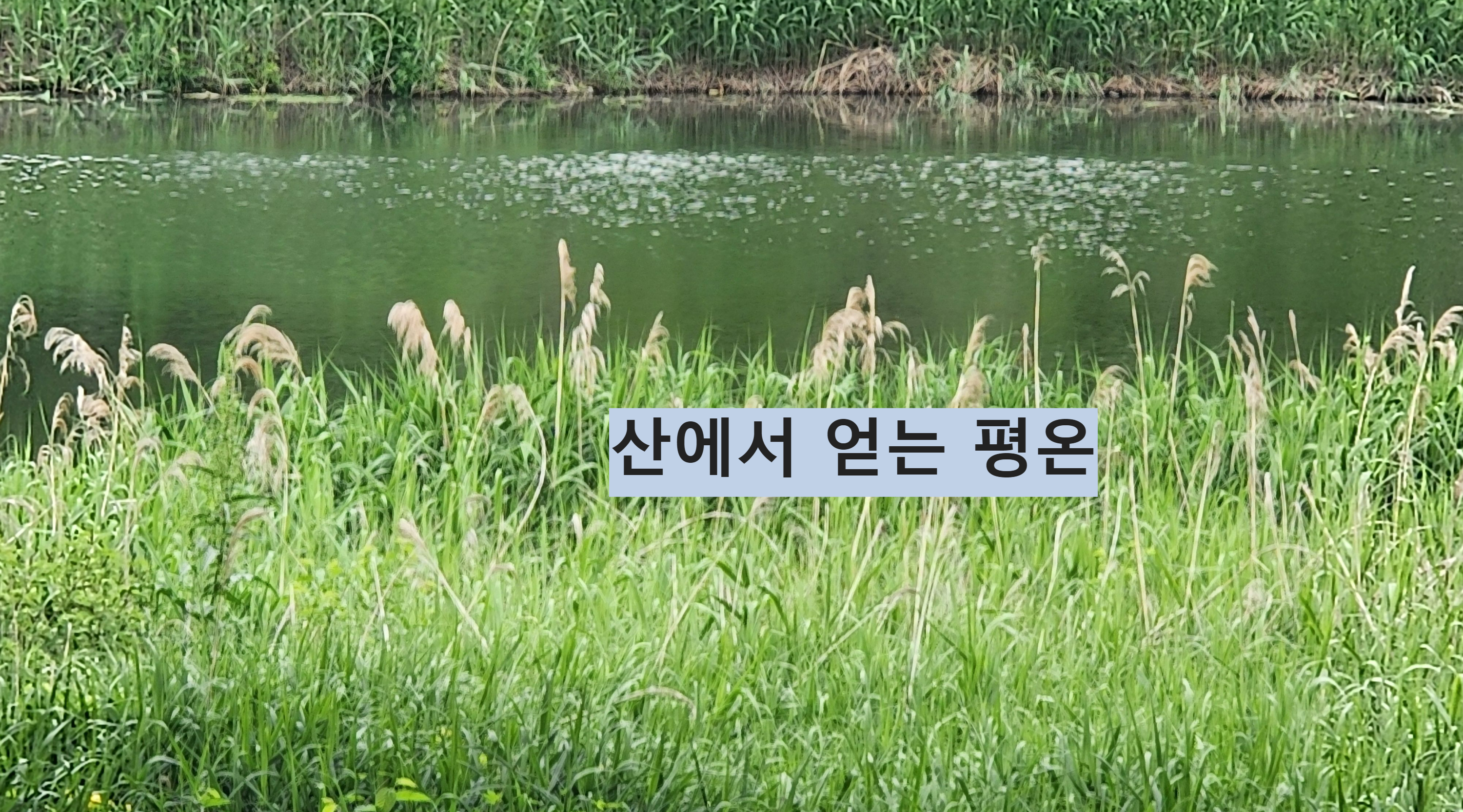 Alt 속성 문제 해결 설명 이미지