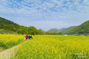 옥천 친수공원 유채꽃 