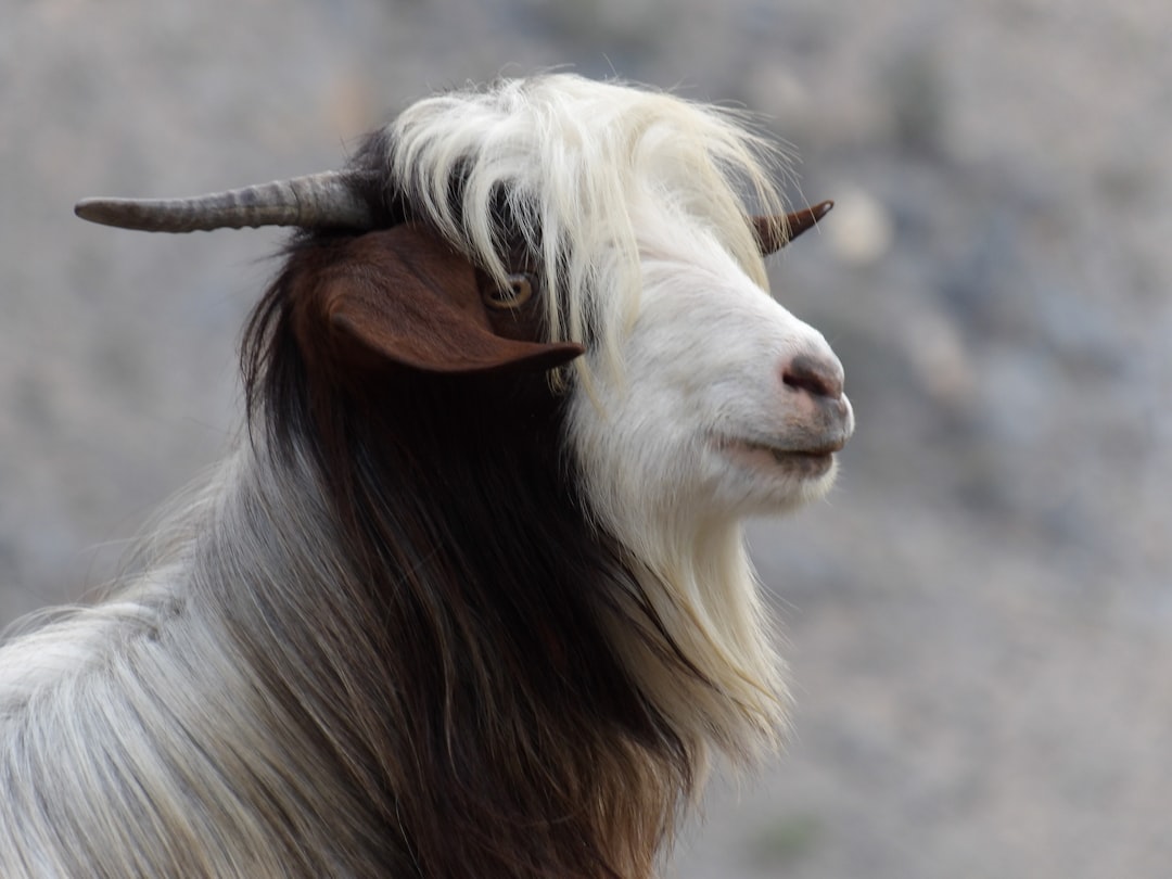 Black goat.