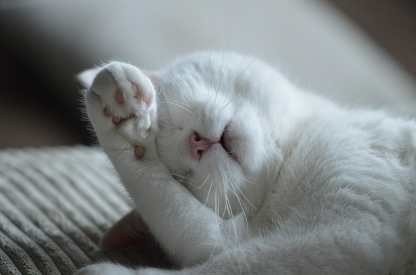 고양이꿈 상황별 해몽