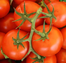 토마토 효능 부작용 고르는법 칼로리