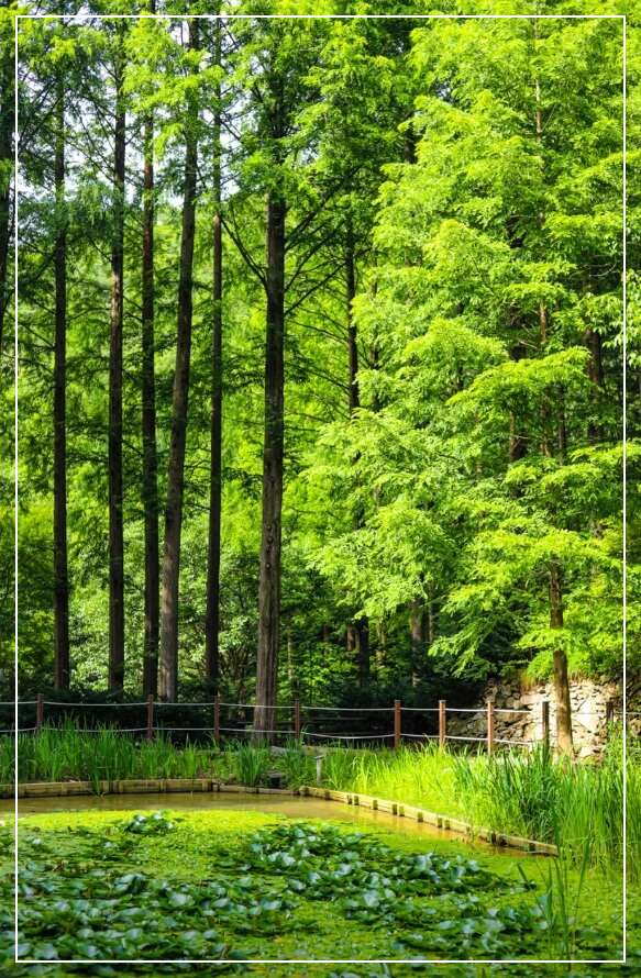 대전 가볼만한곳 베스트10 장태산 자연휴양림