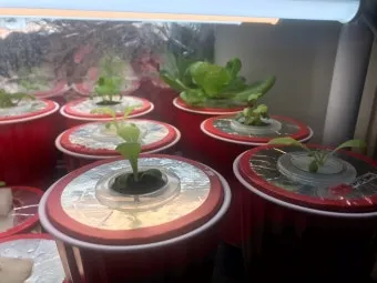 로메인 재배 재식 거리 통풍 확보 병해 줄이기_15