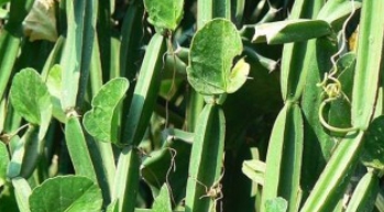 시서스 가루 복용 방법