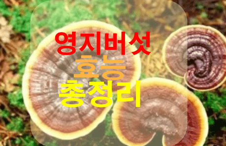 영지버섯-효능