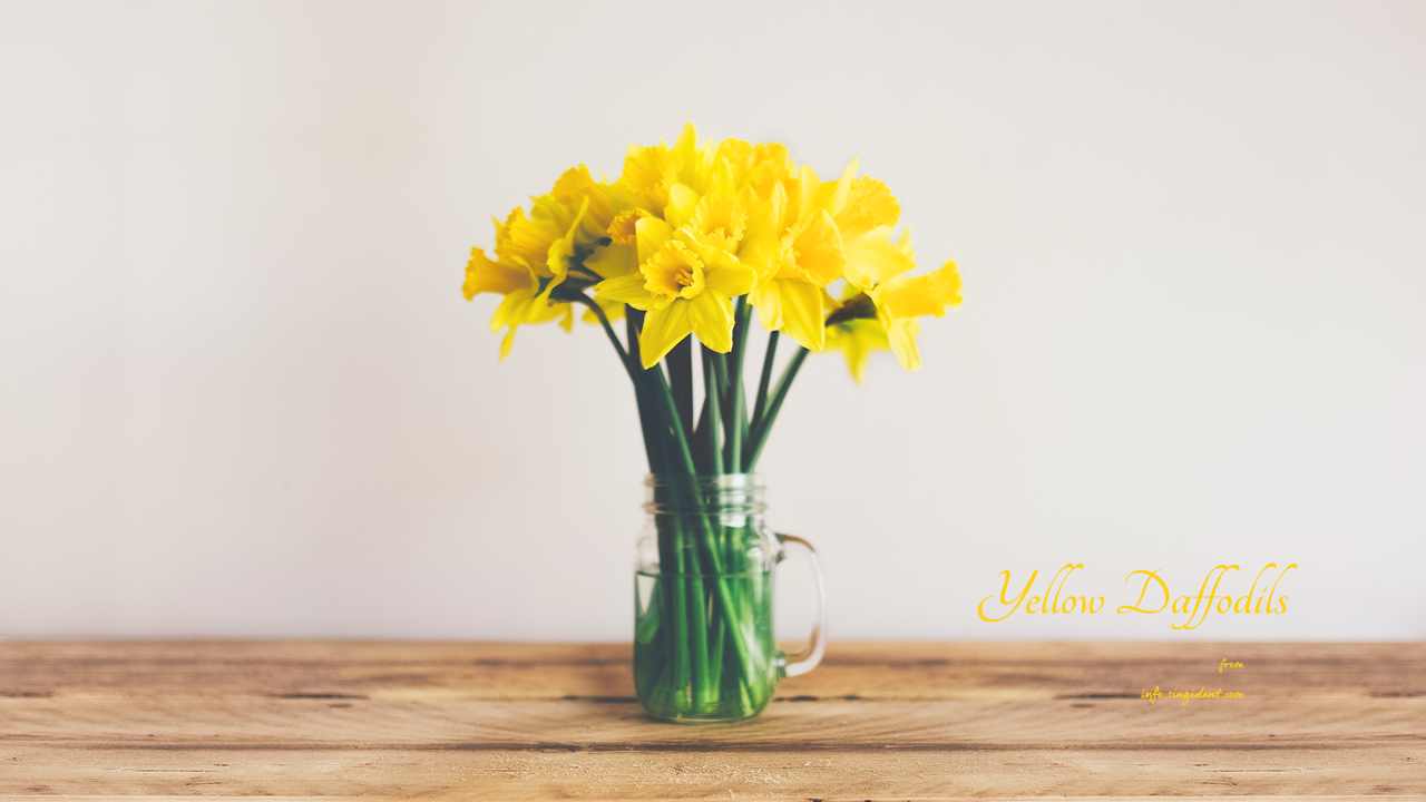 01 탁자 위 노란색 수선화 C - Yellow Daffodils 봄배경화면