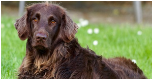 동물등록번호 확인