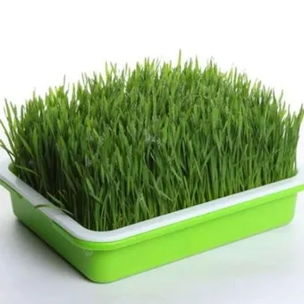 새싹보리 재배 발아 온도 물 분무 수확 시기_32