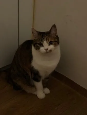 고양이가 집사를 신뢰하면 하는 행동_8
