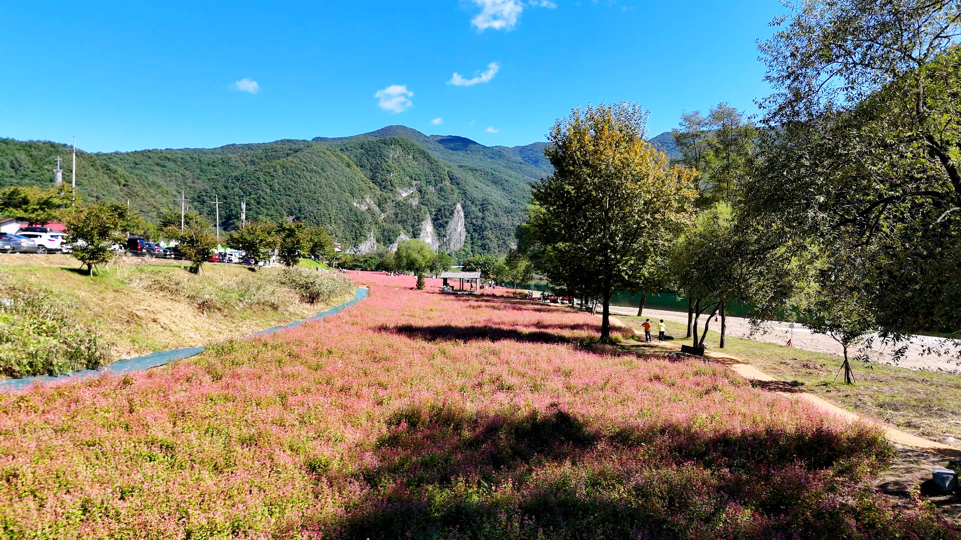 영월 동강 붉은 메밀꽃 축제 홍메밀축제