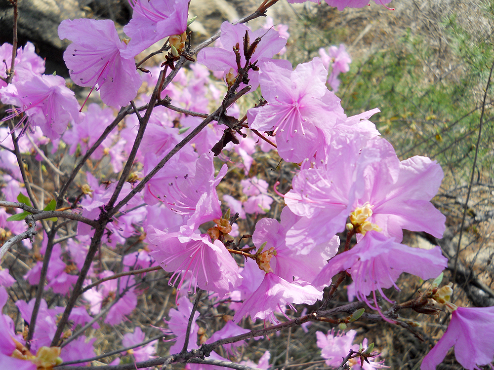 고은산의 진달래