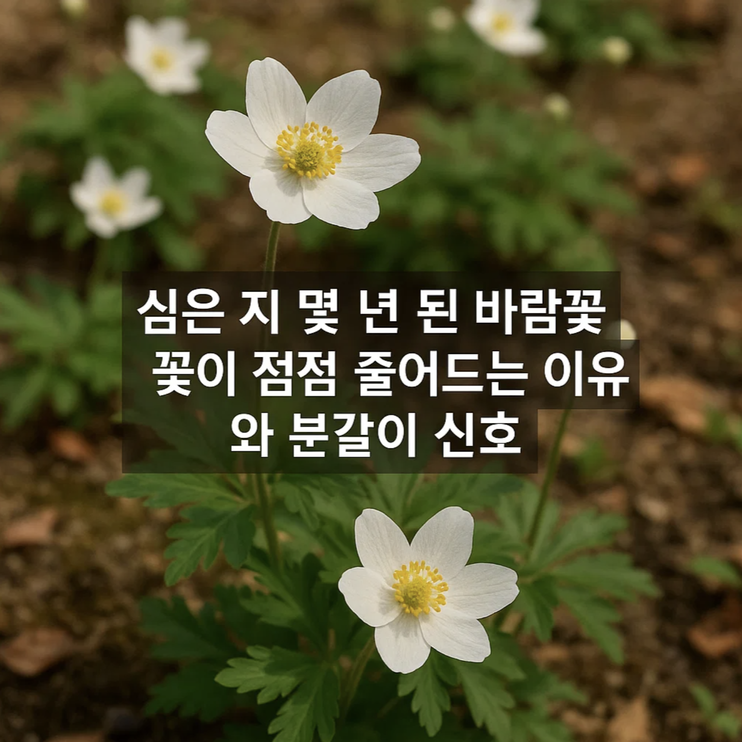 심은 지 몇 년 된 바람꽃, 꽃이 점점 줄어드는 이유와 분갈이 신호