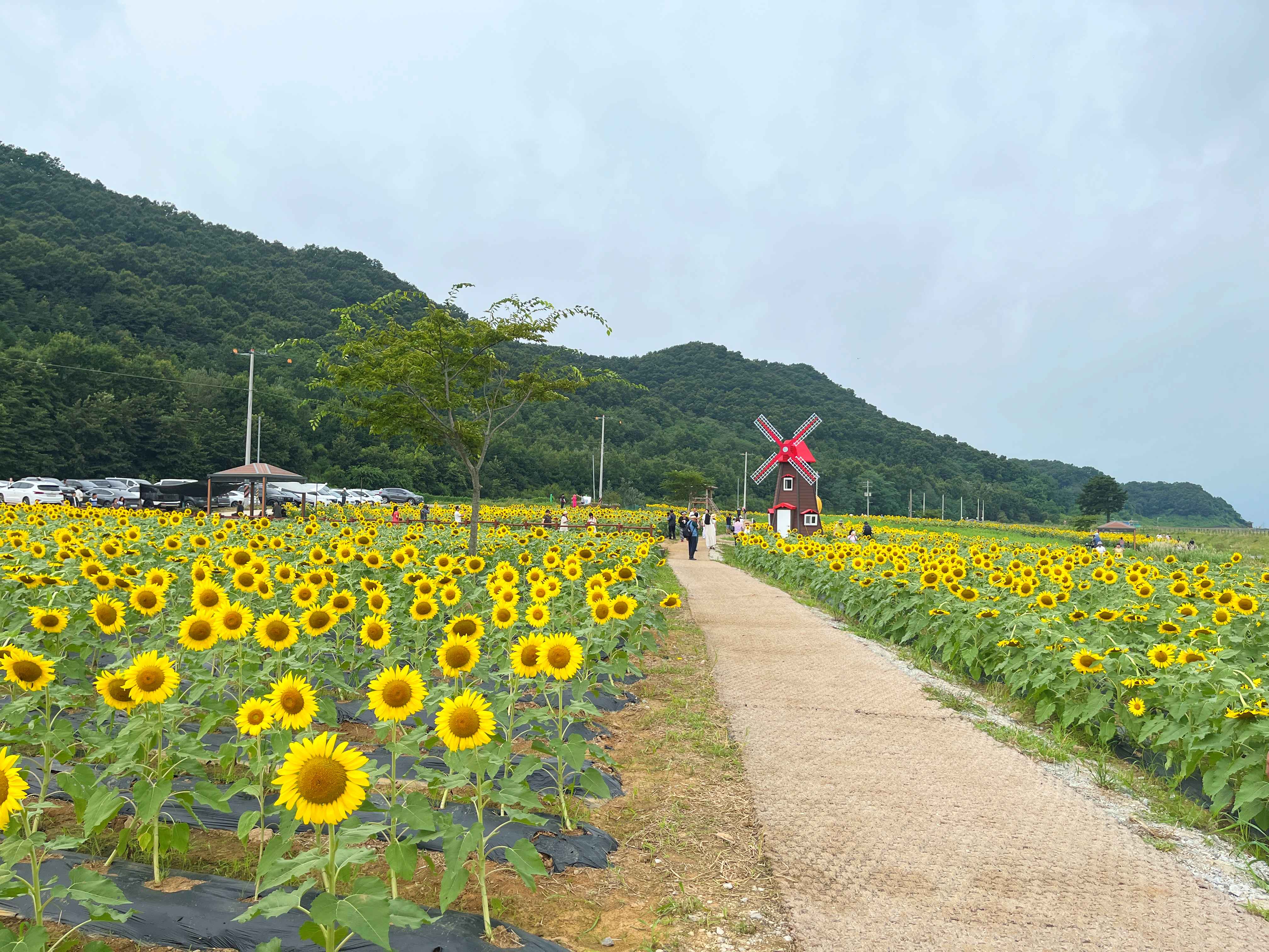 강화도 교동 난정 해바라기 정원 축제