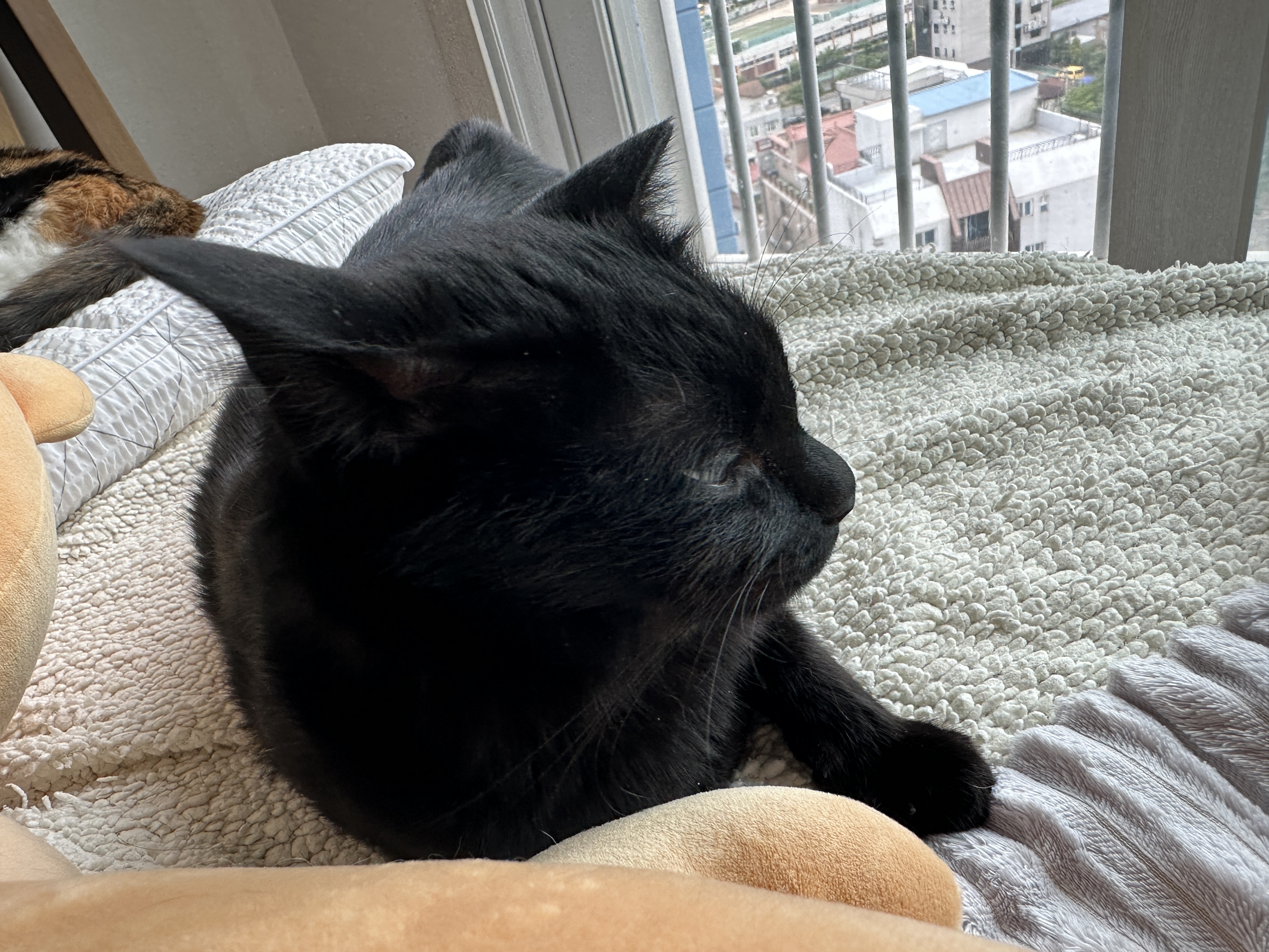 새로_업어온_물개_인형을_맘에_들어하는_건이_5