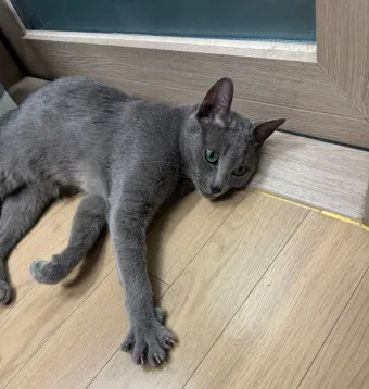 러시안블루 가격 성격 무료분양 털빠짐 수명 키우기 종류_23