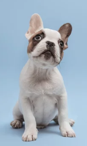 프렌치 불독/출처:어도비스톡