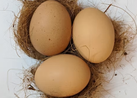 싱싱한 계란 고르는 법